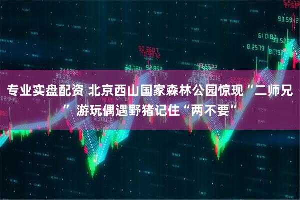 专业实盘配资 北京西山国家森林公园惊现“二师兄” 游玩偶遇野猪记住“两不要”